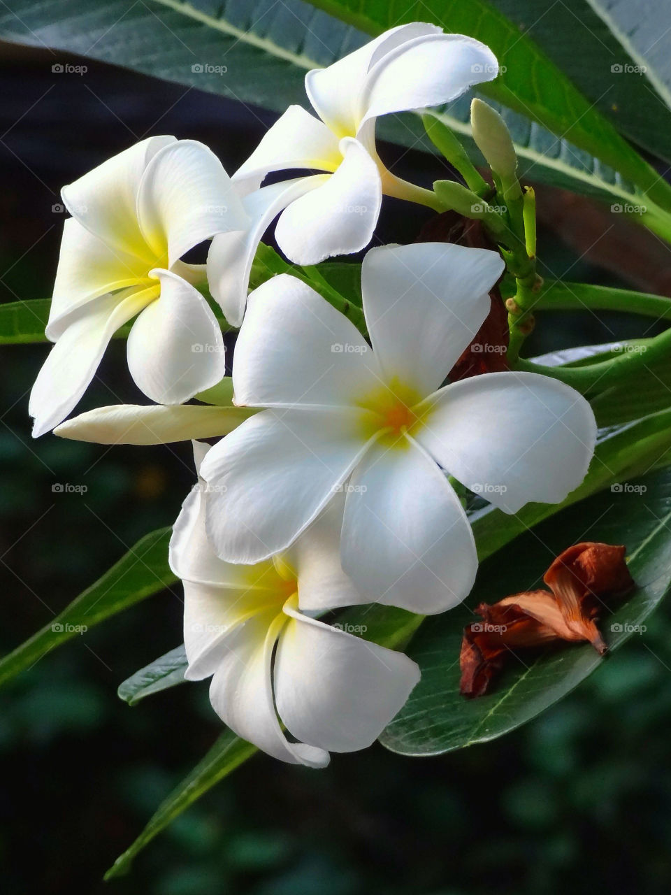 green yellow flower white by sonchai