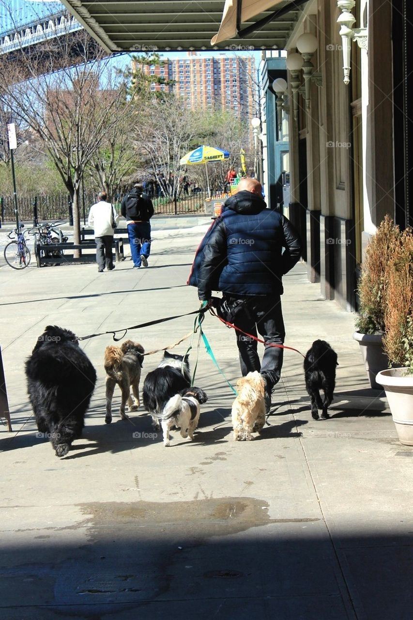 Dog walker