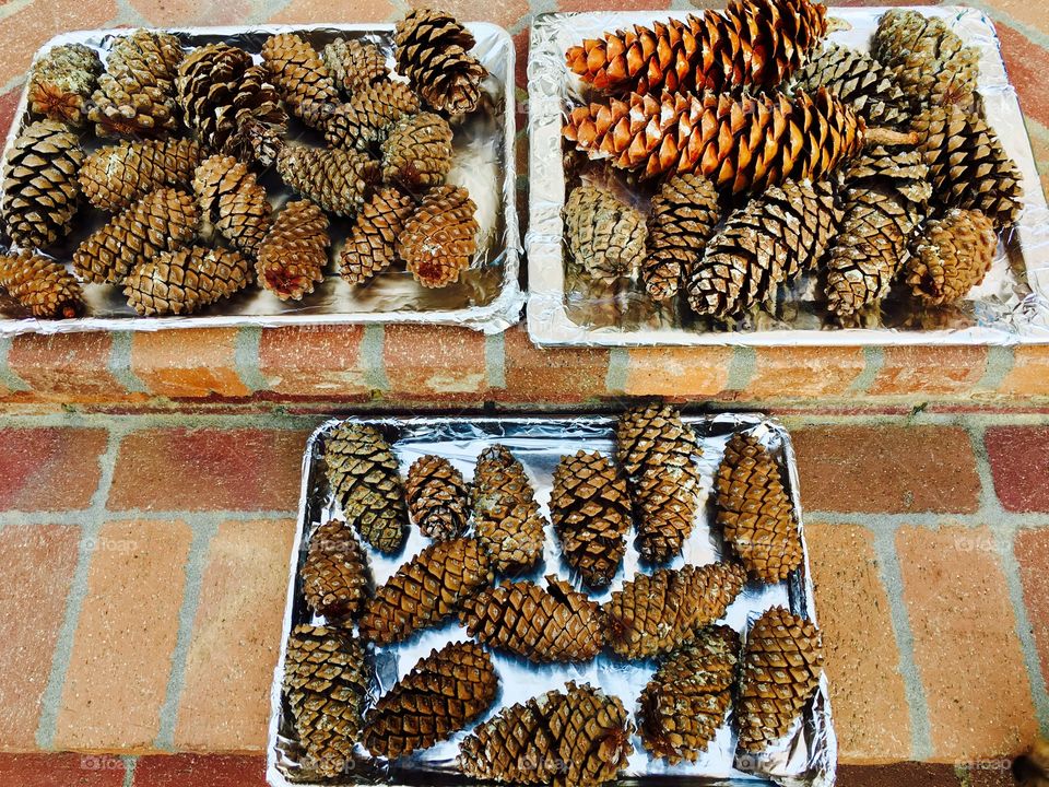 Pine Cones Ready to Bake