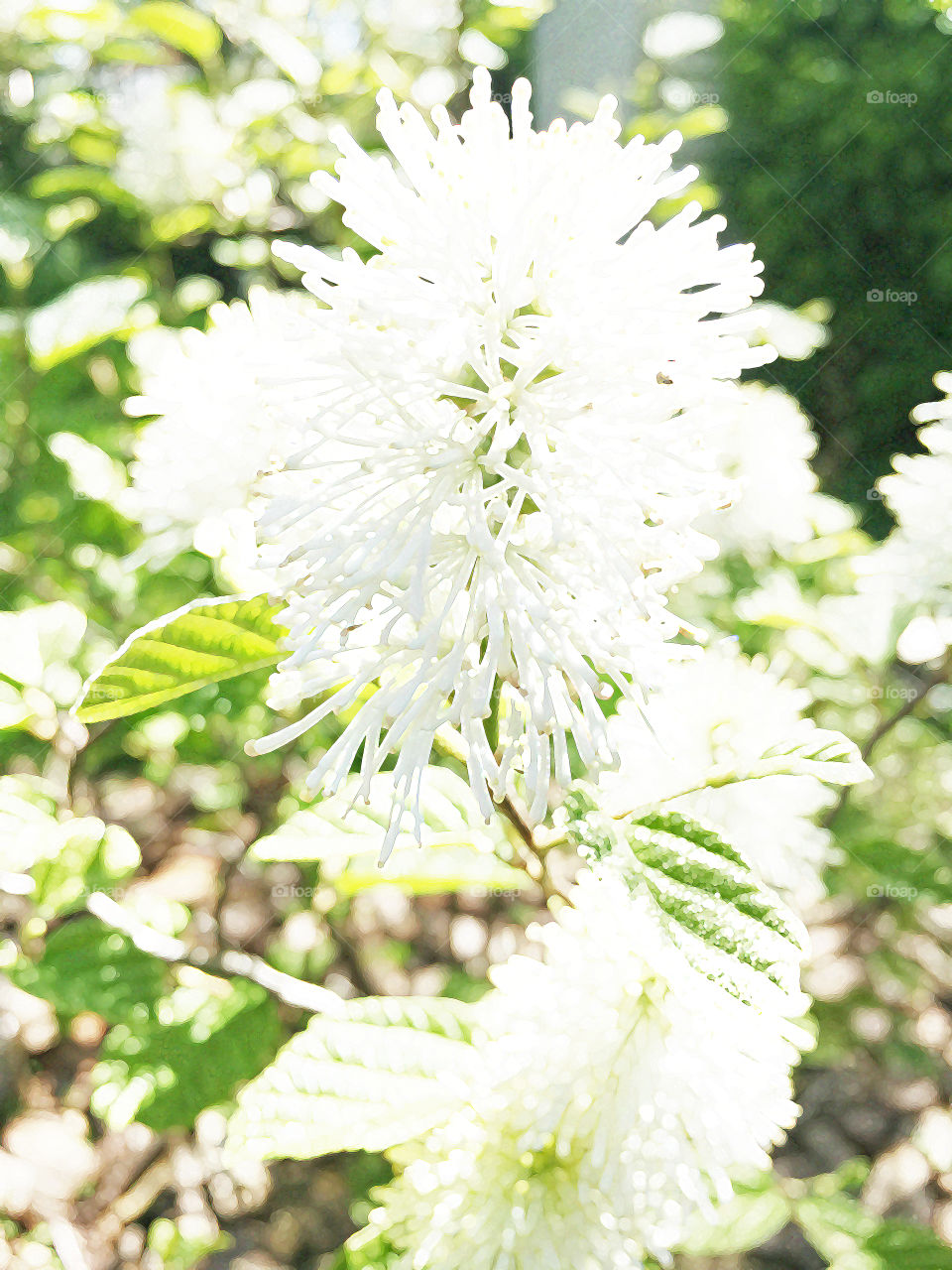 The white flowers of Fothergilla major, also known as mountain witchalder, with greater exposure.