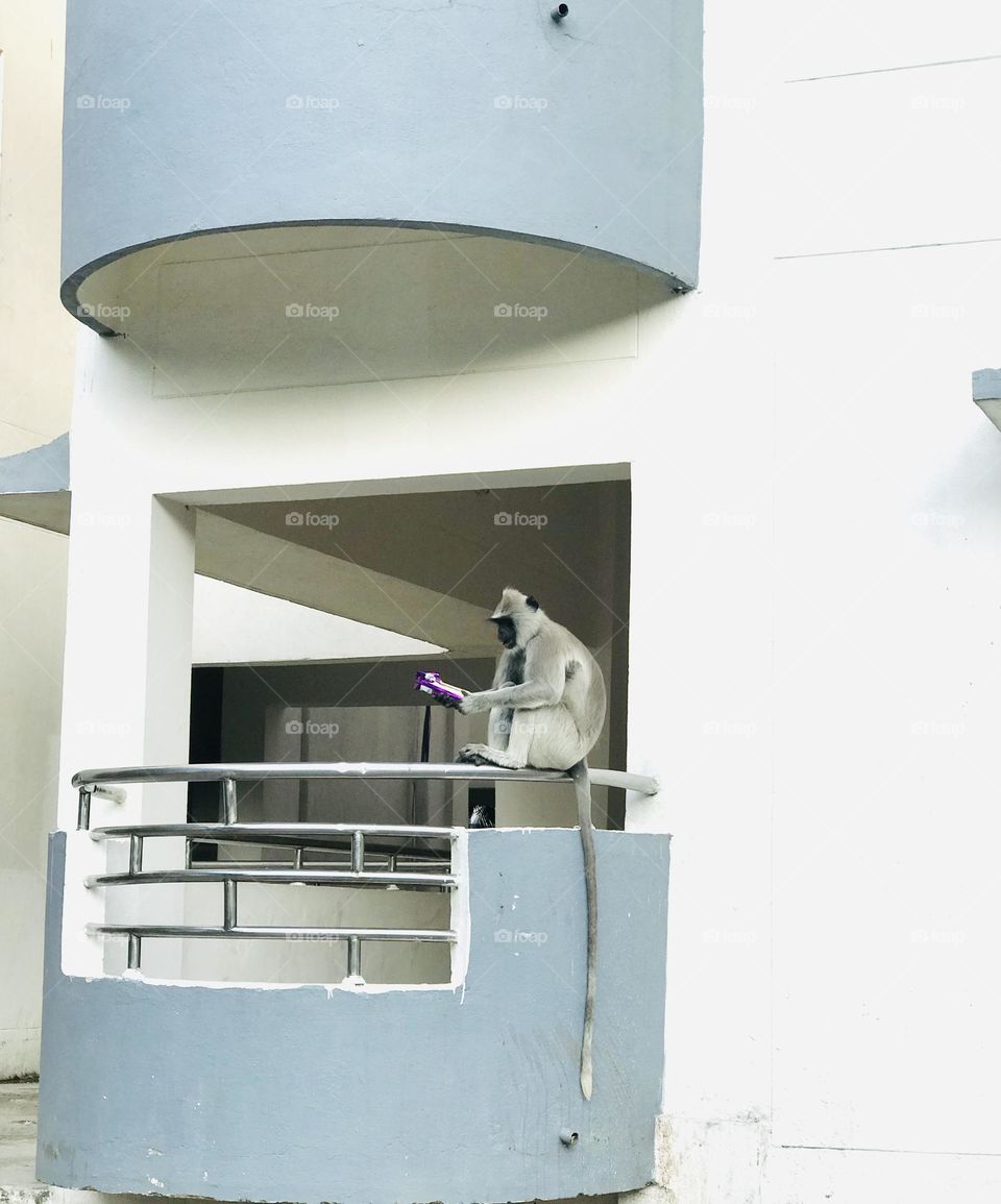 Monkey on window wall and hold steeled biscuit packet.