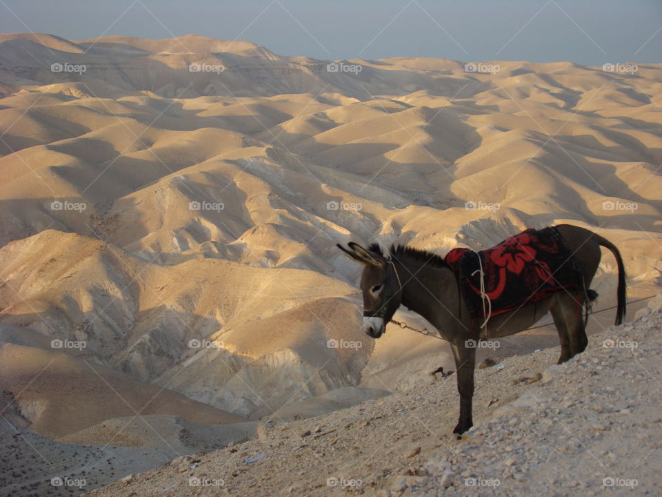 Donkey standing in sand