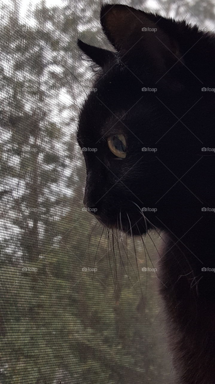 cat by the window