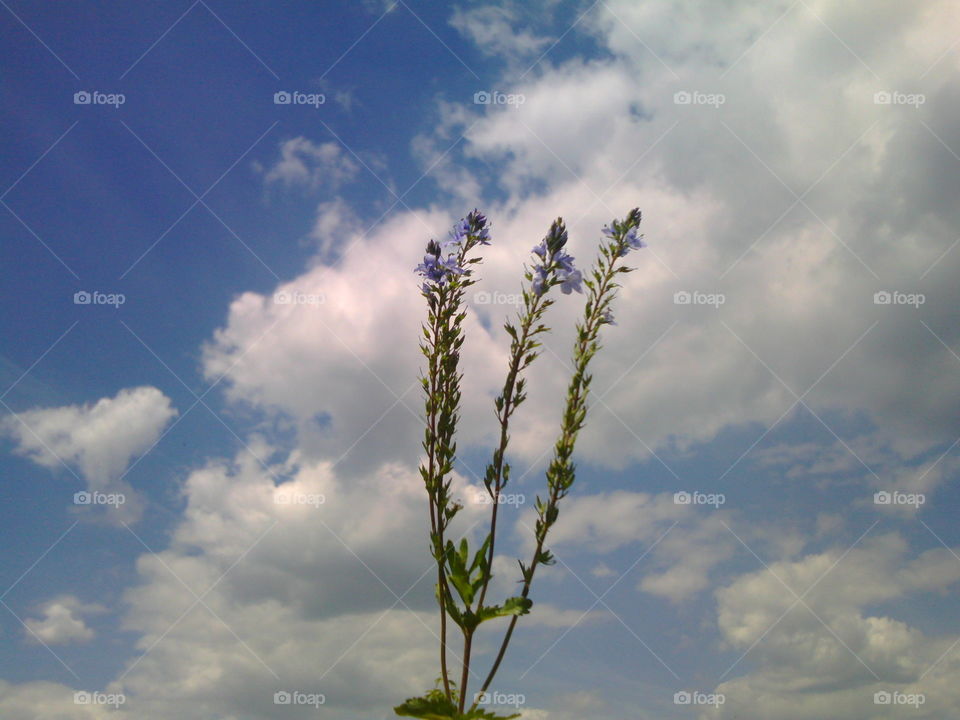 Low angle view of a plant