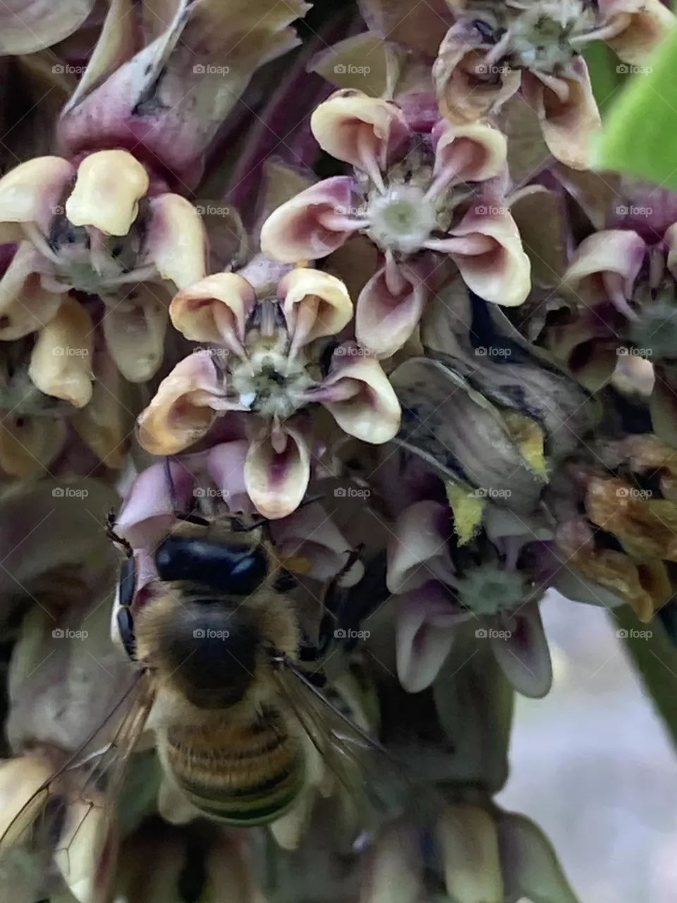 Honey bee glee