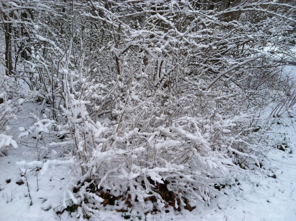 Snow Covered Bush and Trees