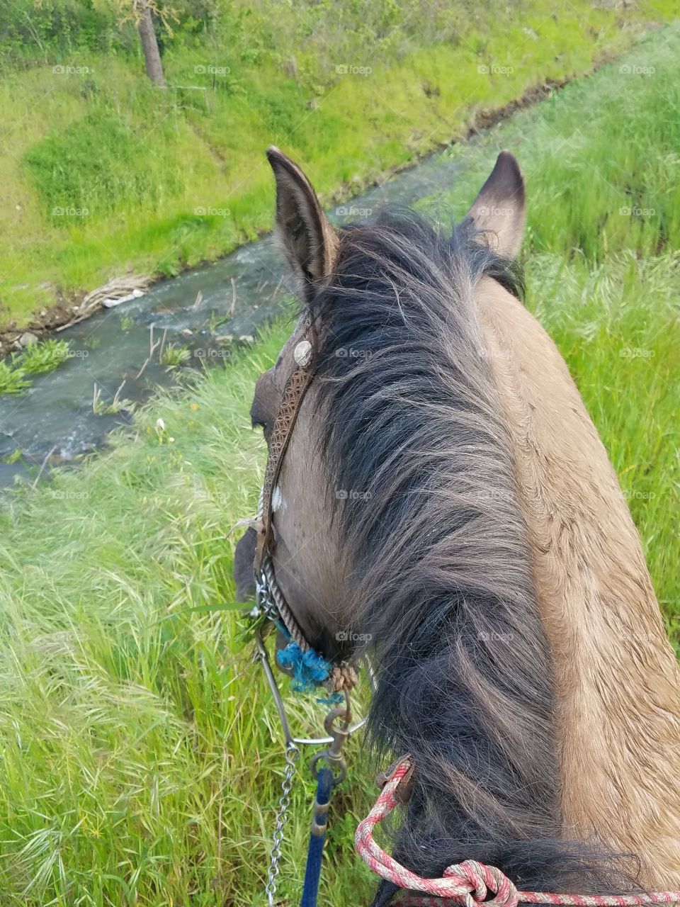 horse in nature by a river