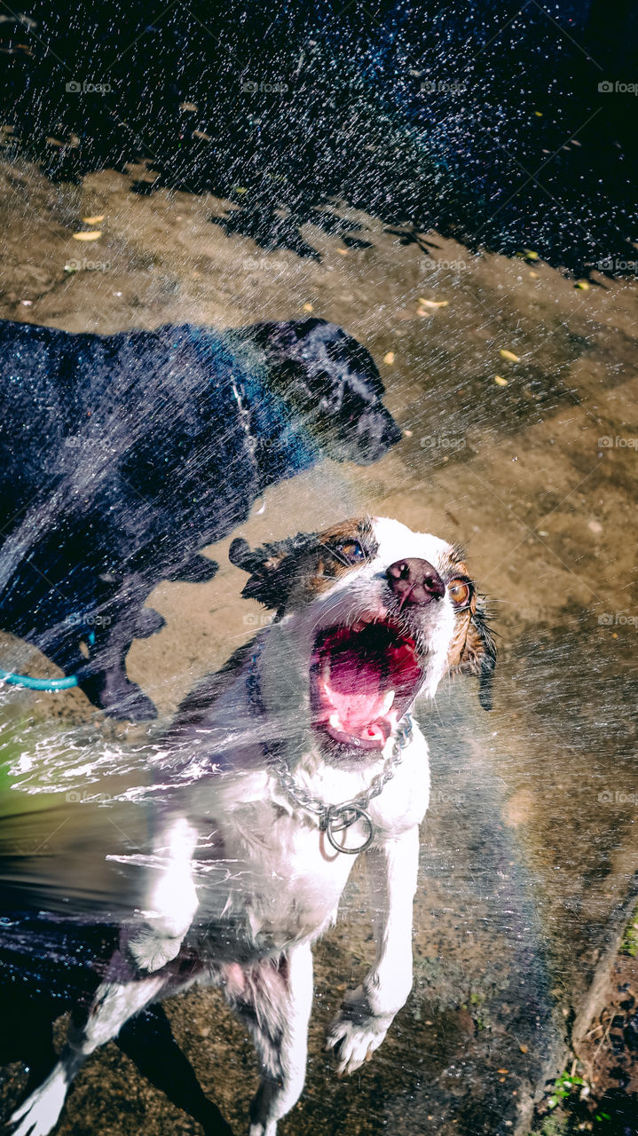 Dogs with double rainbow, playing with a hose. Jumping cute white dog.