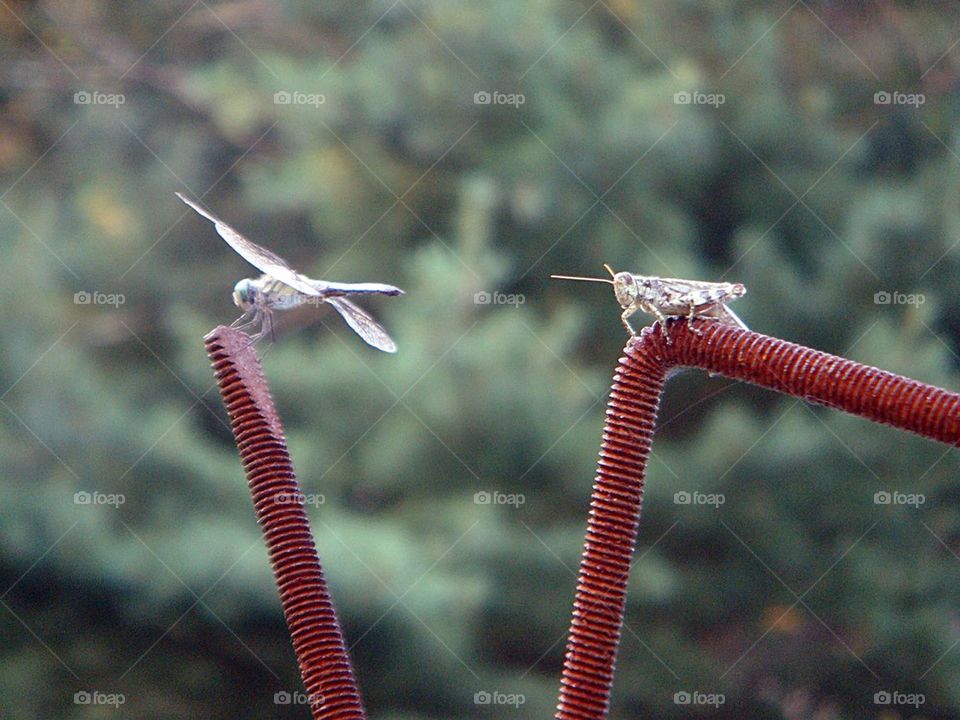 INSECTS TOGETHER SITTING