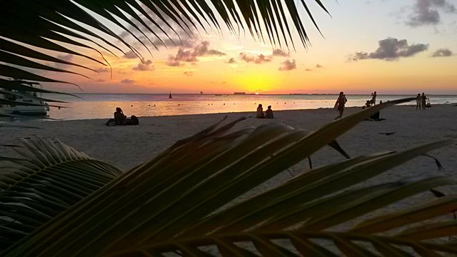 caribbean sunset from palm tree
