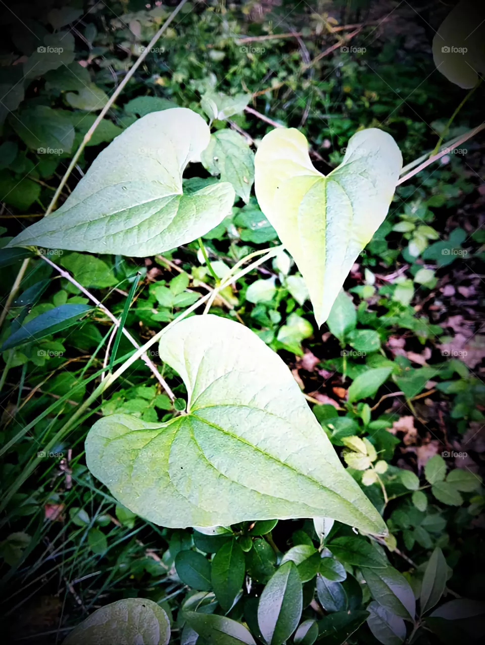 naturehearth