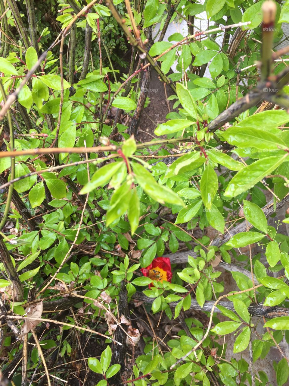 Red and Yellow Tulip thriving under a Tree