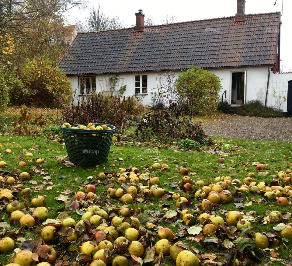 Basket with apples, windfall on the ground