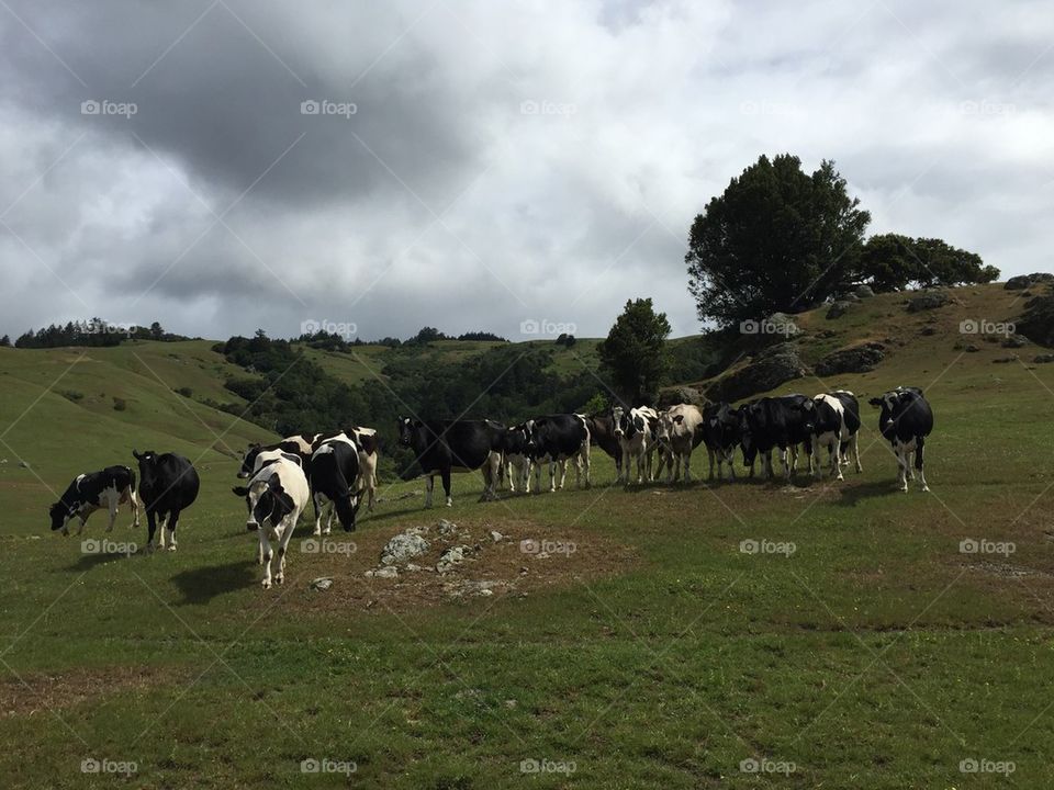 Cows Nicosio 