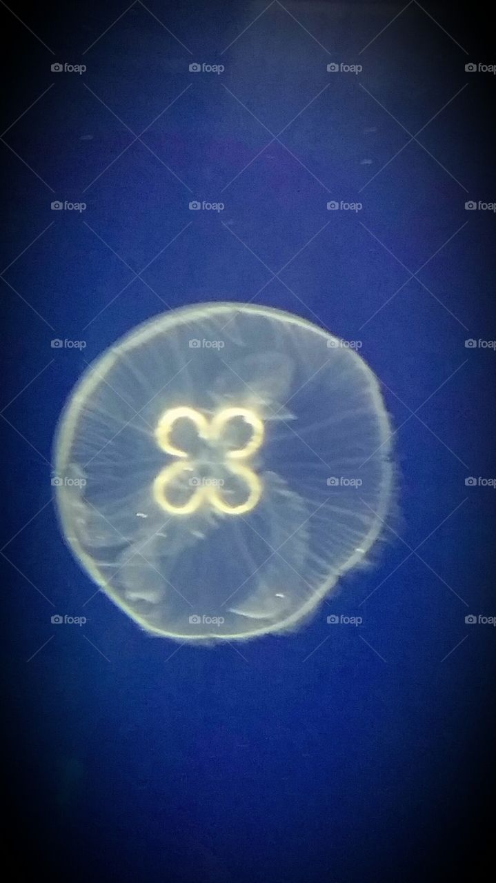 underwater close-up of jellyfish