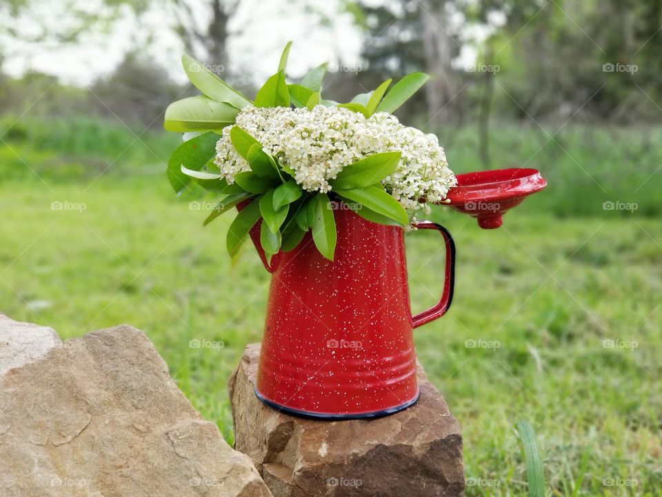 Red Tip Photinia Flowers in a Campfire Coffee Pot for a Vase On Rocks Outside