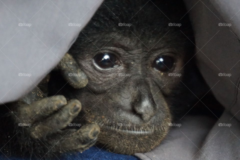 Siamang the rare primate of Sumatera