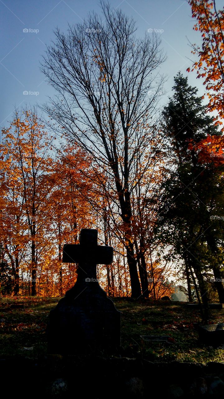 Fall, Tree, Landscape, Leaf, No Person