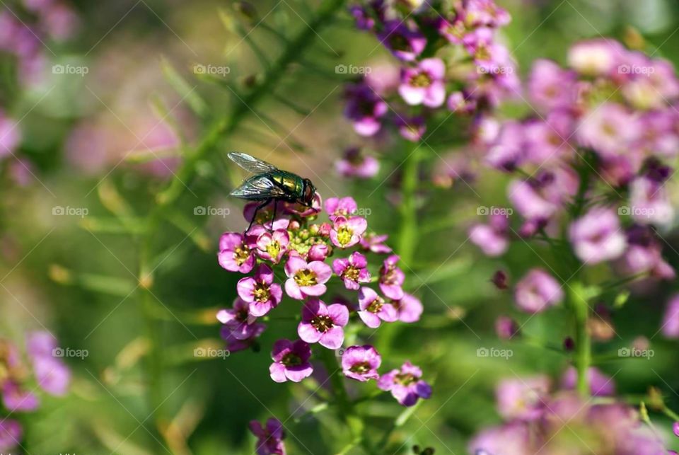 Little fly on a flower