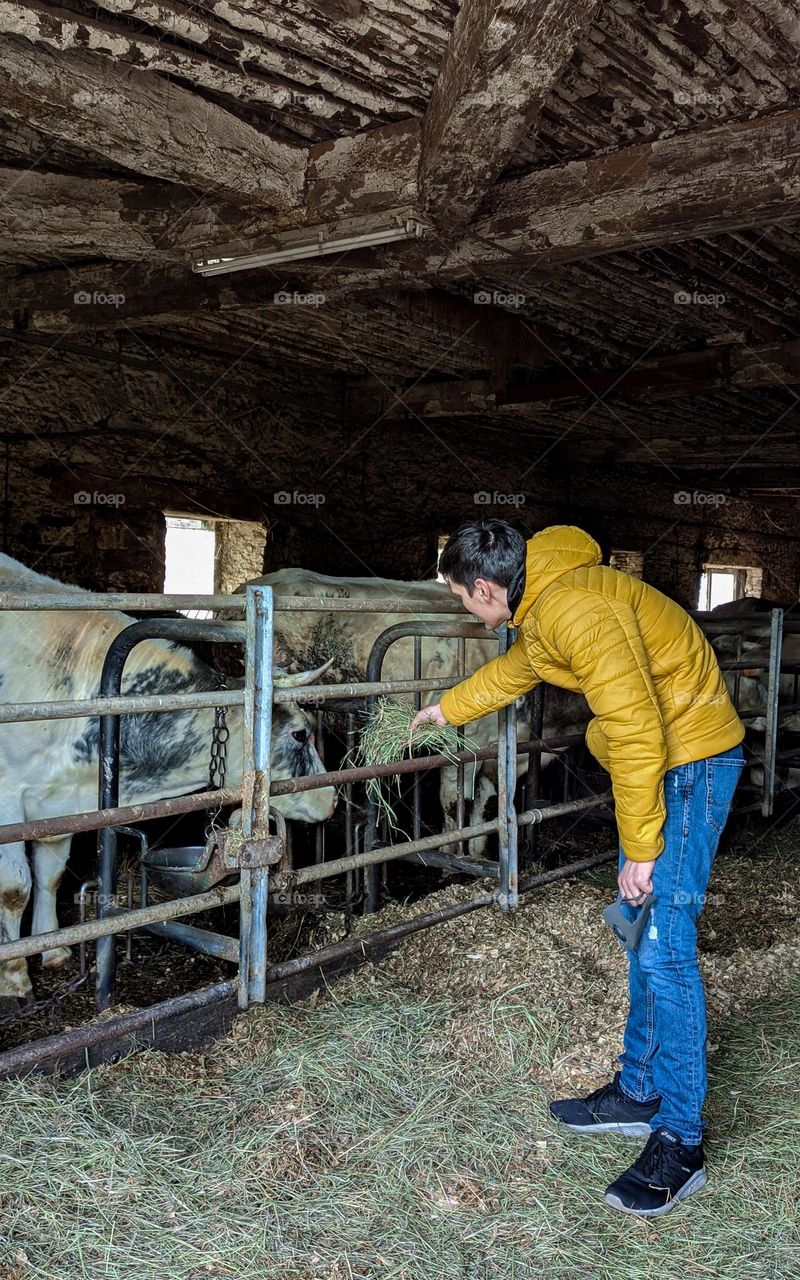 Portrait of one young caucasian guy in jeans and yellow jacket feeding hay shelter in paddock, side view close-up. Countryside lifestyle concept.