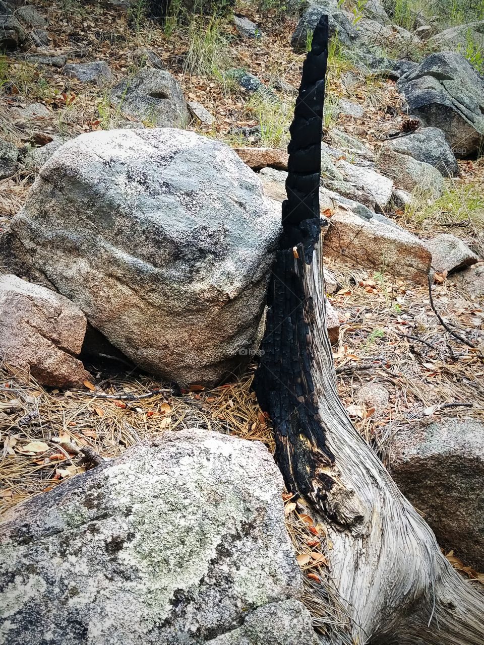 Fire damaged log