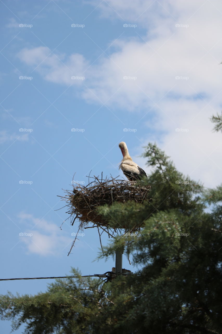 Stork is here