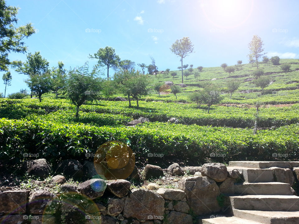 bright sun rays(sun light) in a tea estate, with bright clear blue sky