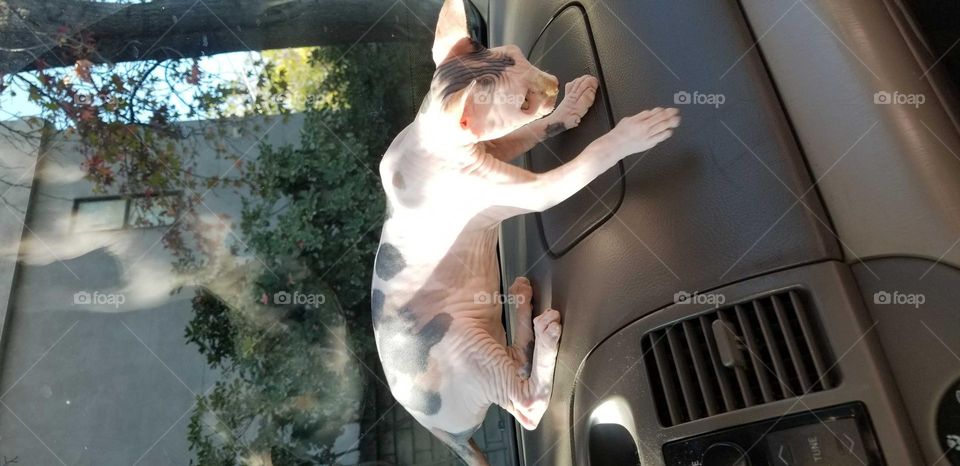 sphinx  cat on dashboard