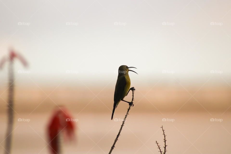 Female malachite sunbird perched on a branch