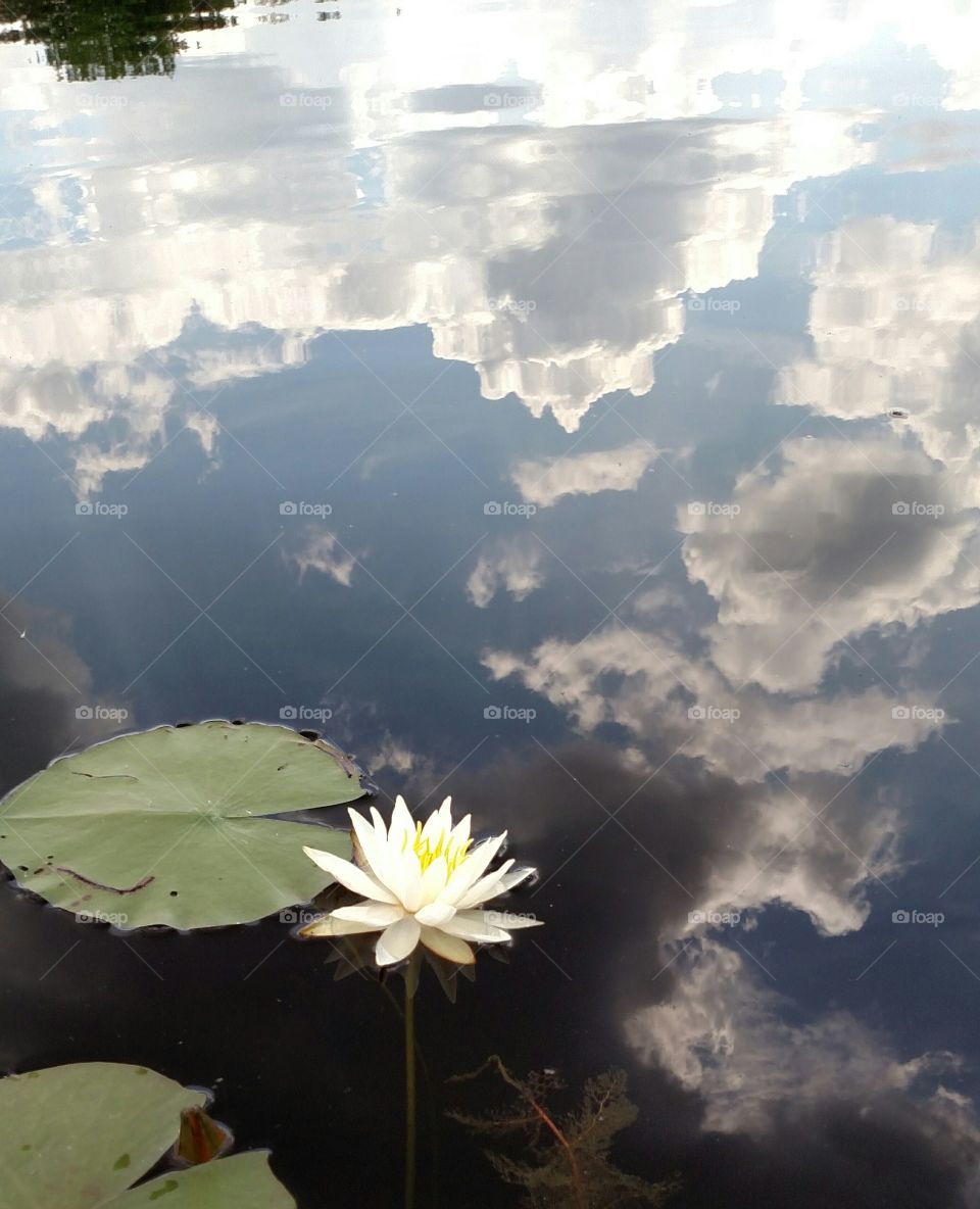 Clouds reflecting with Lilypad