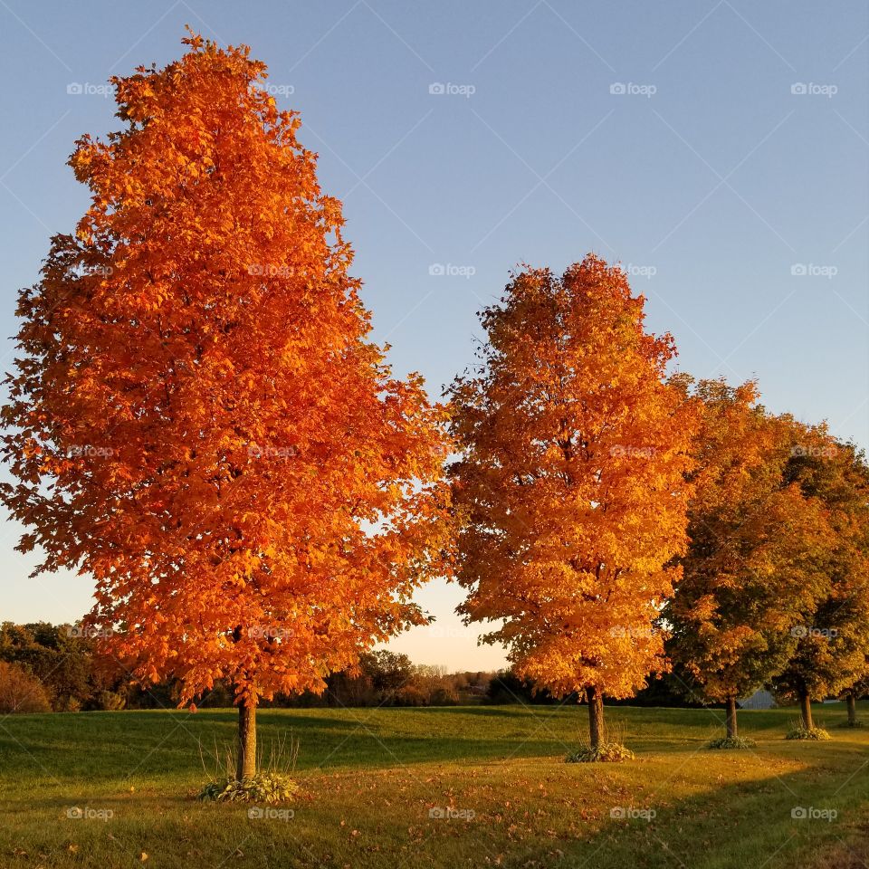 Fall, No Person, Leaf, Tree, Outdoors