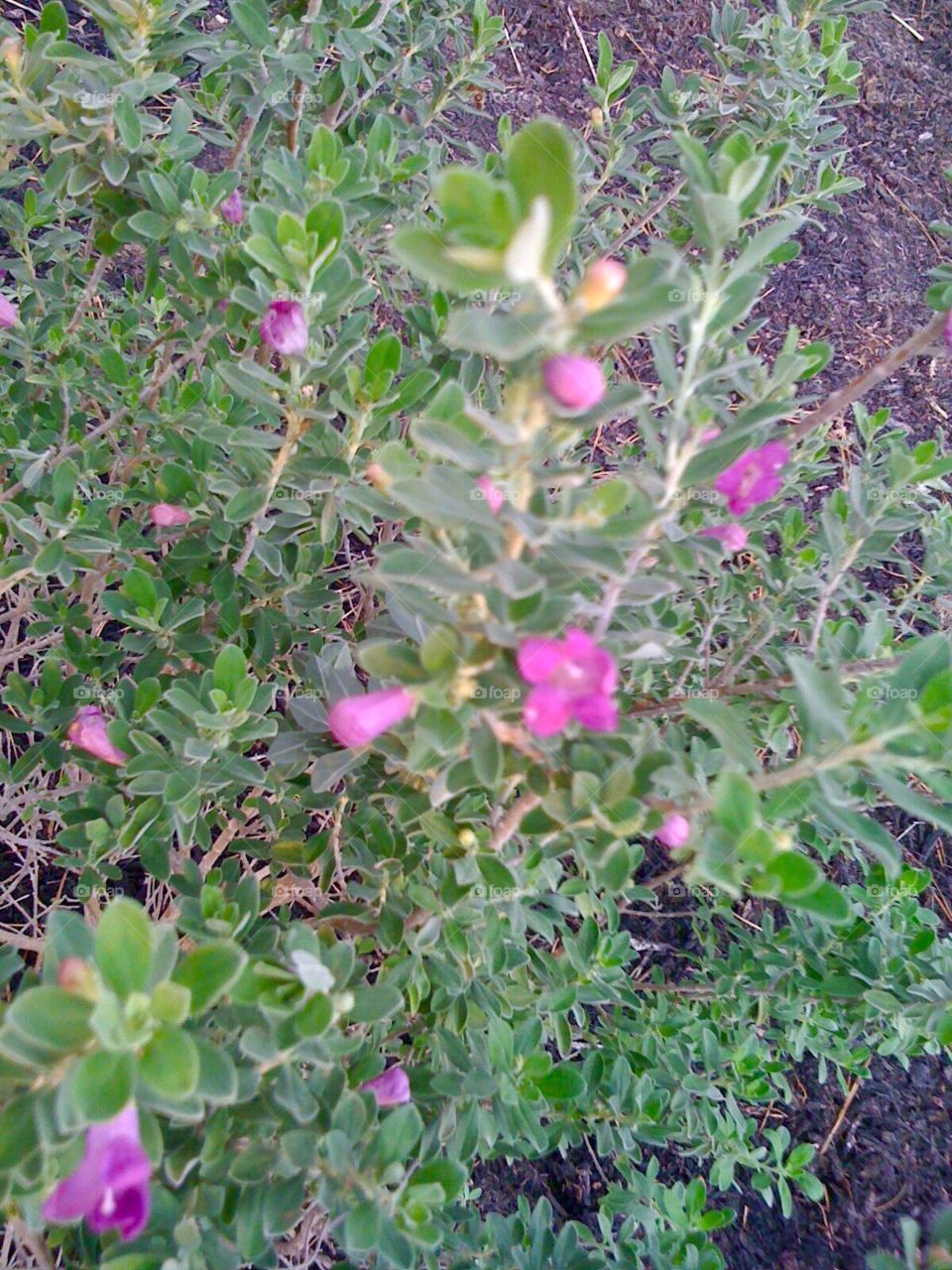 The sage in bloom.