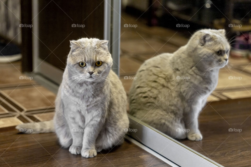 Furry friend and her mirror twin