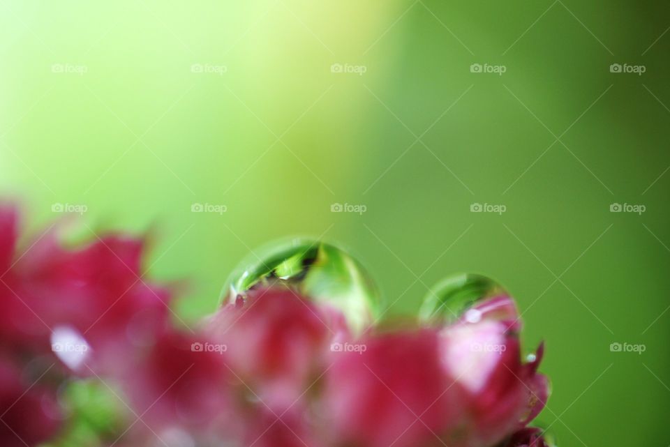 Rain drops on a flower