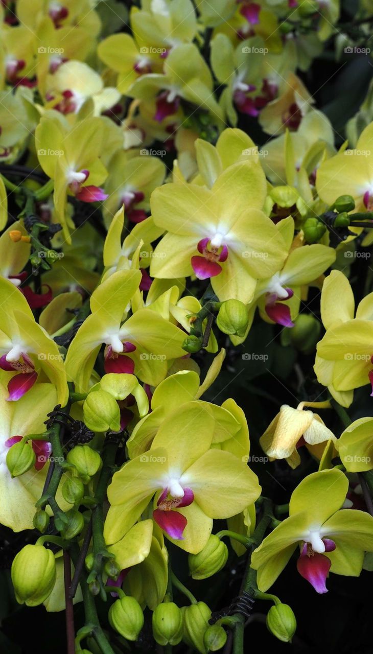Bright colour orchids 