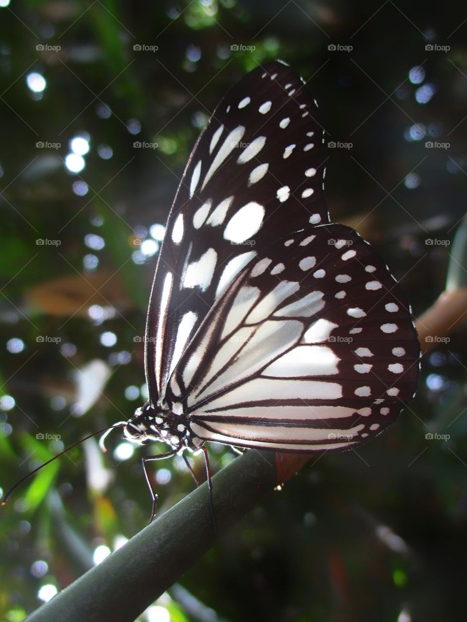 Beautiful butterfly in the morning sun