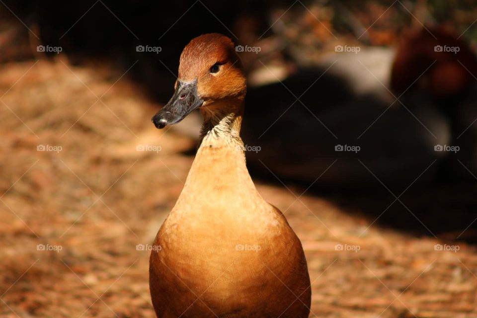 Brown duck