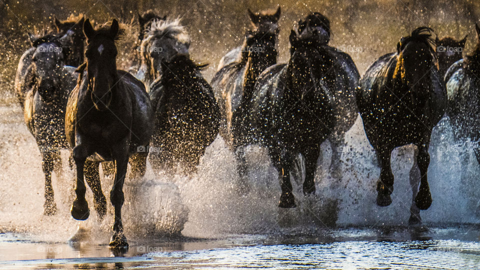 horses running in the river