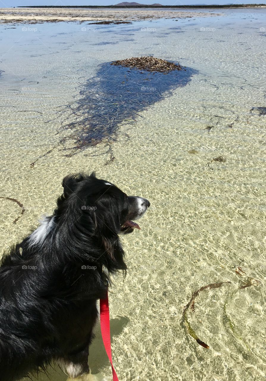 Walking the dog at low tide