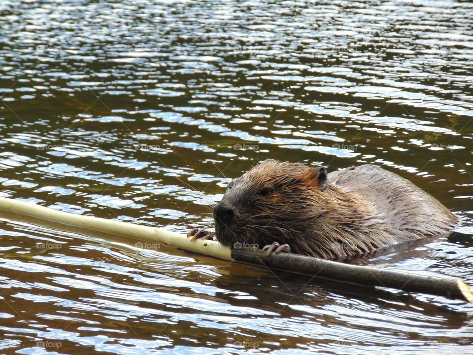 Mr. Beaver gnawing away at a nice tree branch. 