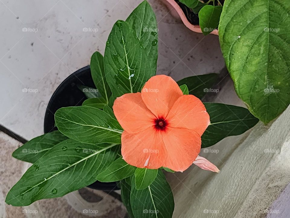 orange vinca