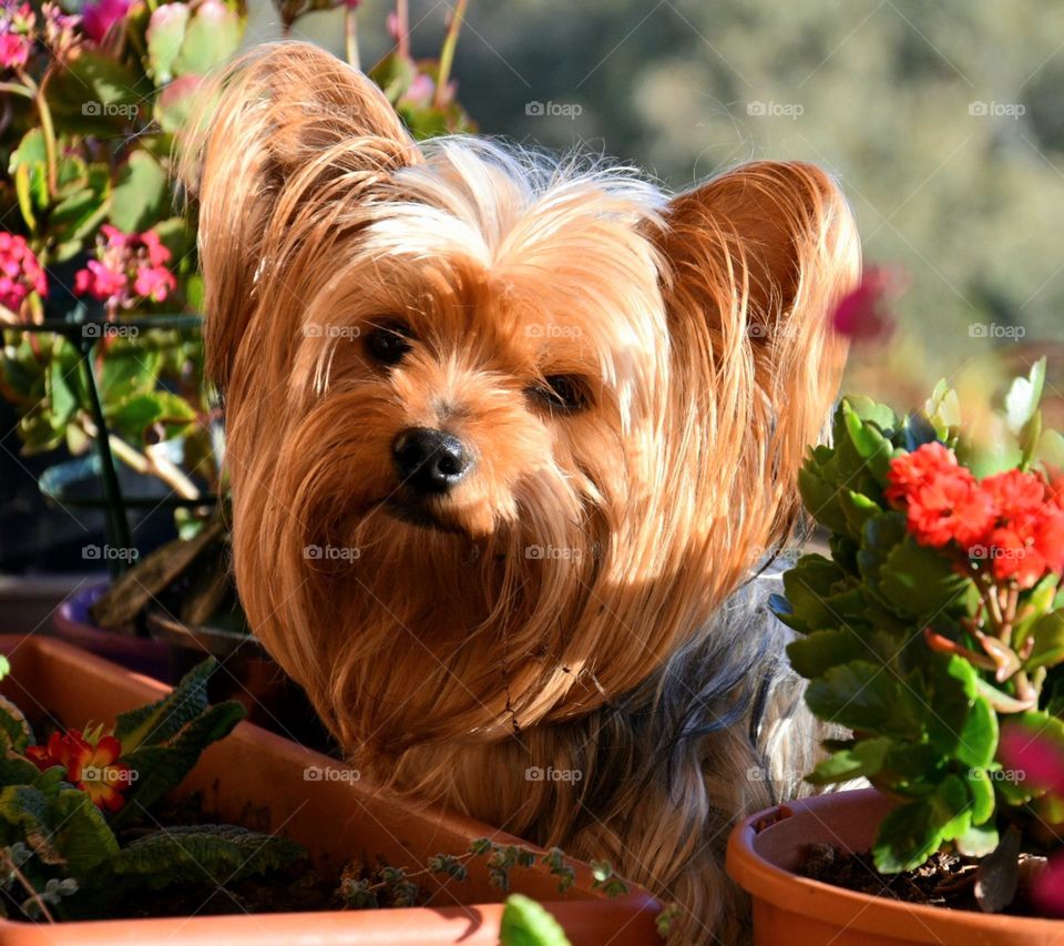 Yorkshireterrier