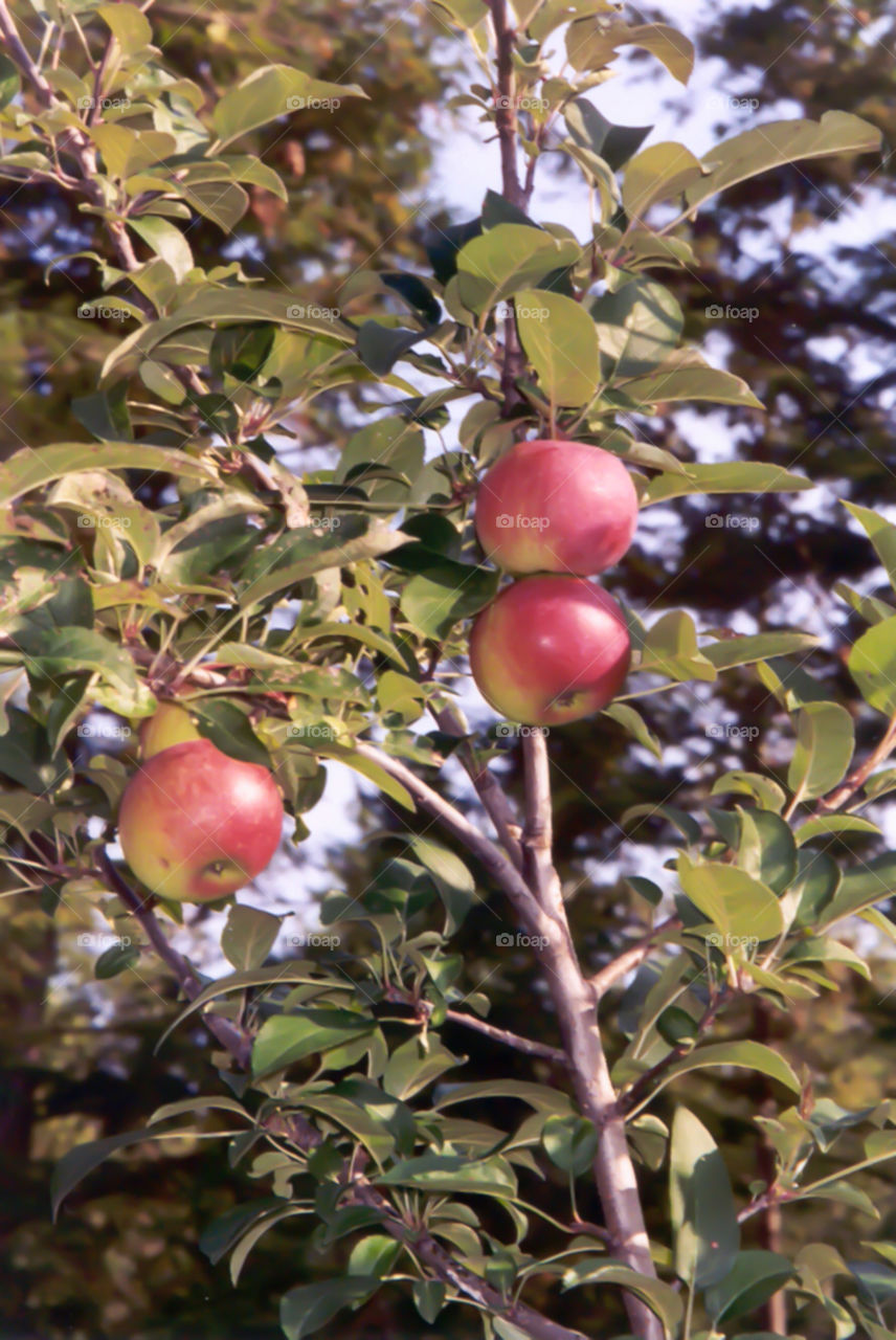 apple tree. apples growing in Maine