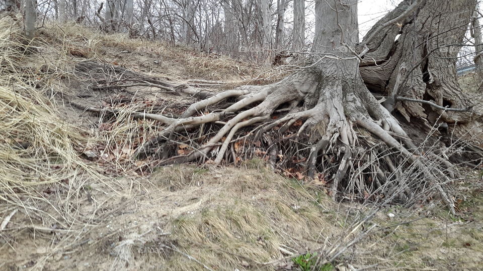 clinging to life. Pier Cove in Saugatuck, Mi.