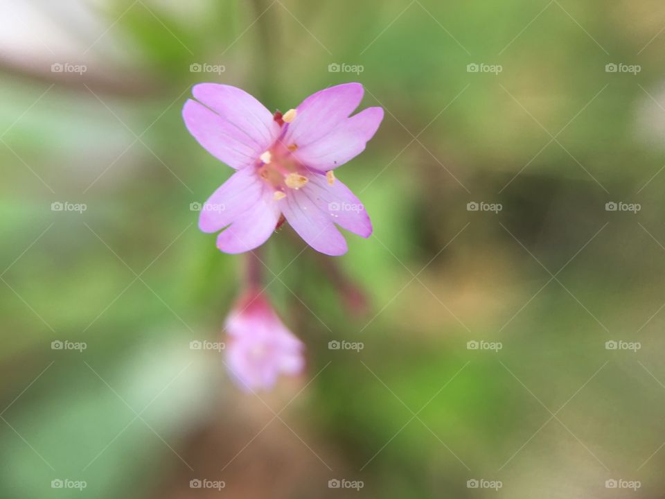 Tiny flower