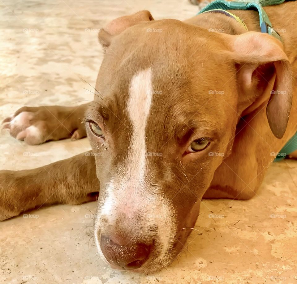 One of many cute puppies at the Refugio animal Holbox, Quinta Roo, Mexico. I’m taking him for a walk.