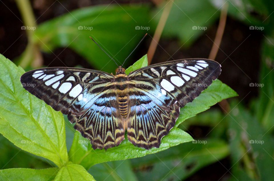 Blue Butterfly