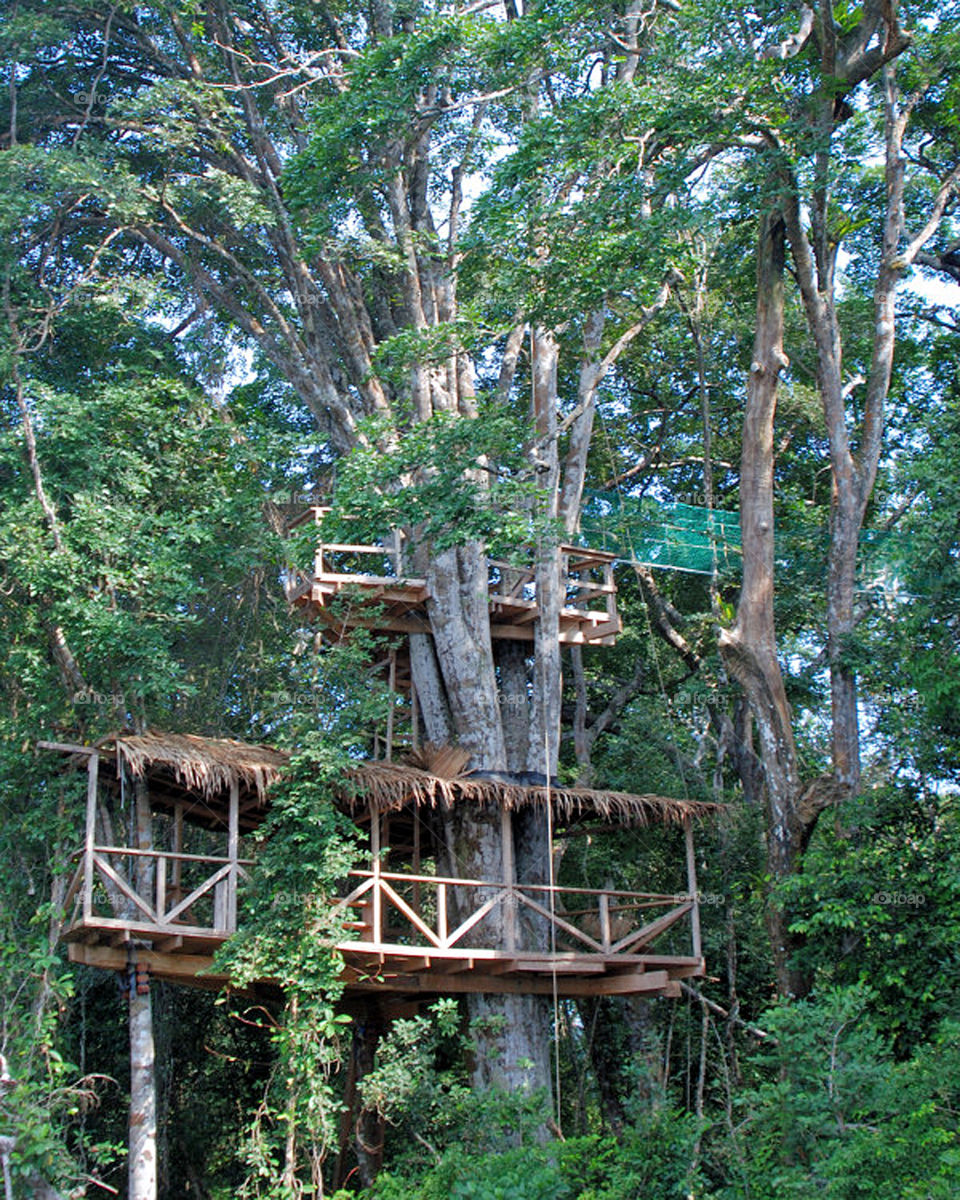 A tree house in the jungle in Sete Camas, Gabon in central Africa. The house was used for research on jungle life, and was also used for a BBC series on Africa.