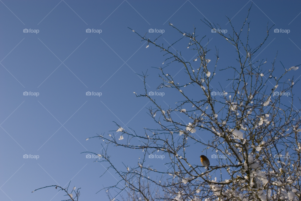 newbury uk snow winter sky by perfexeon