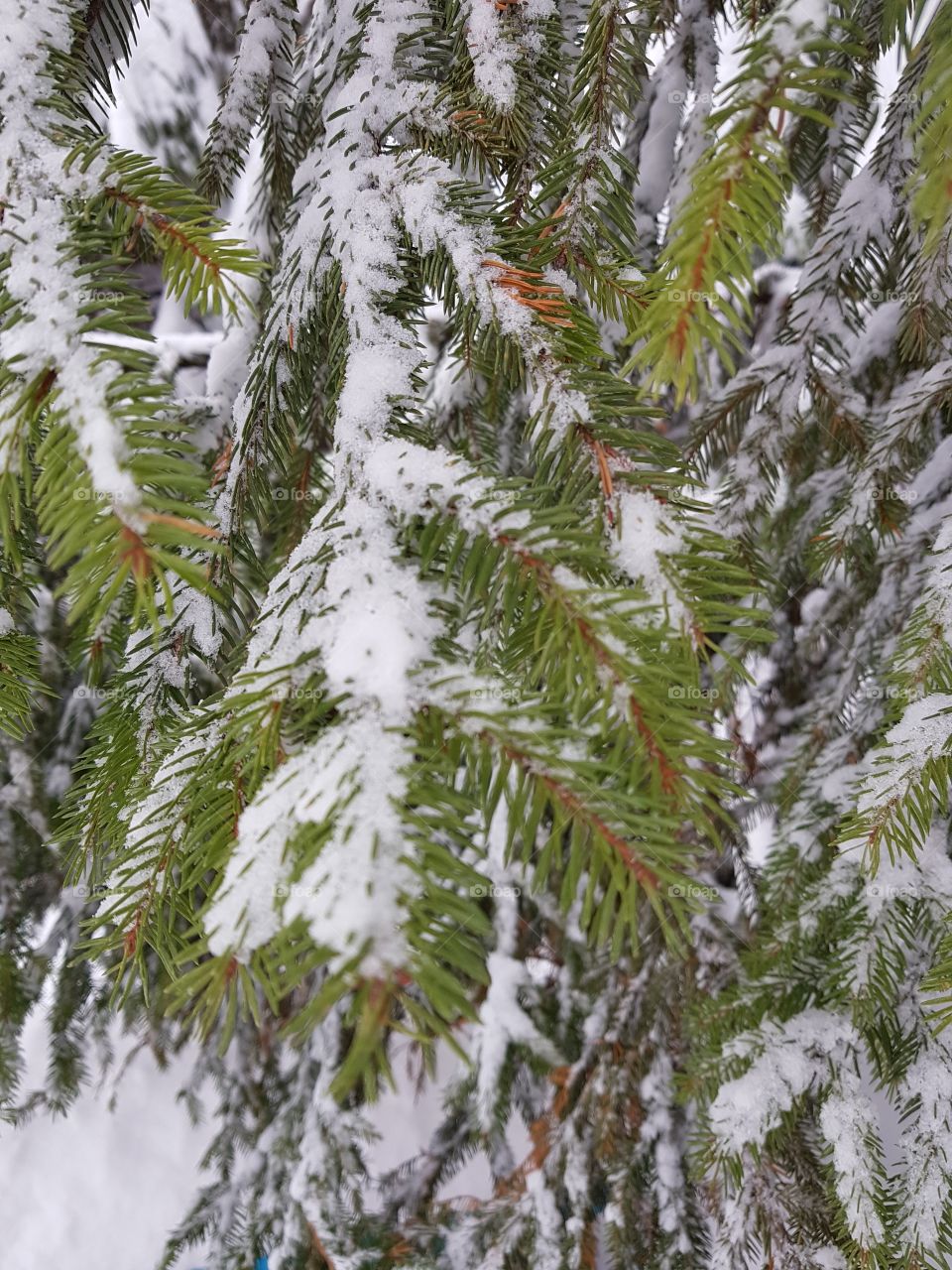 snow tree